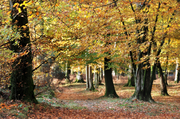 Forêt en automne 1