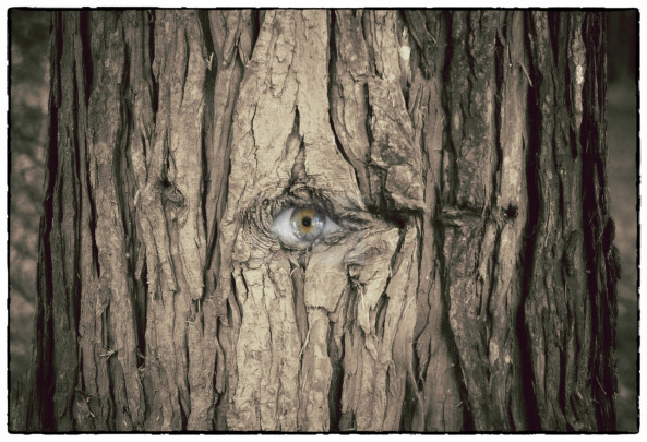 L'oeil de l'arbre