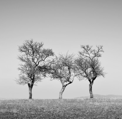 Trois arbres