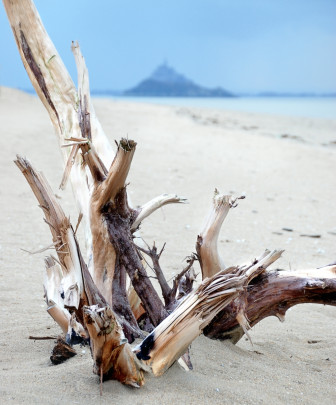 Mont et souche