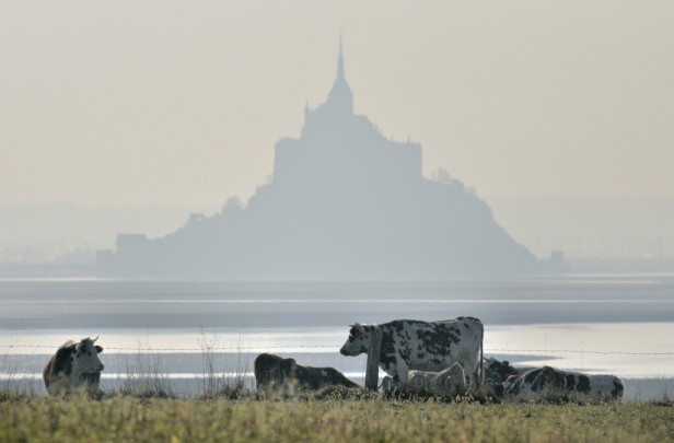 Vaches dans la baie
