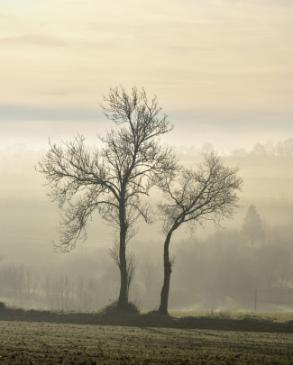 Deux arbres au matin