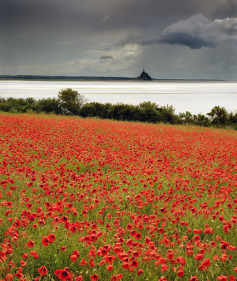 Mont et coquelicots 1