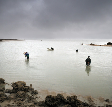 Pêche à pied aux hermelles